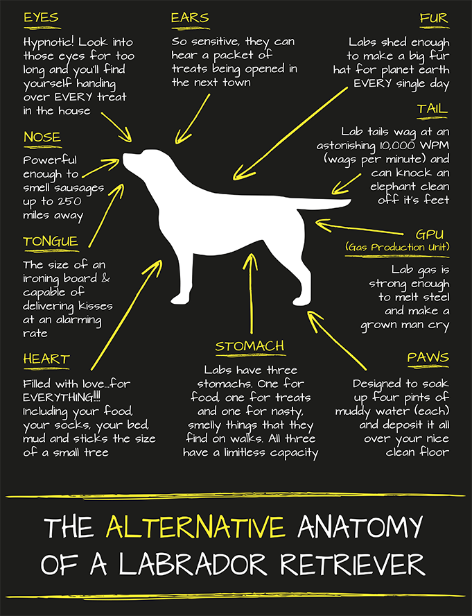 Alternative Anatomy of a Labrador