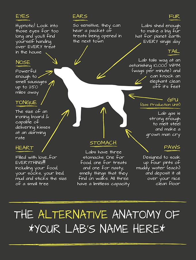 Alternative Anatomy of a Labrador