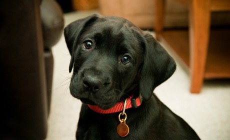 Black Labrador Puppies on Labrador Retriever Info   Labradors Worldwide